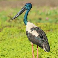 Black-necked Stork